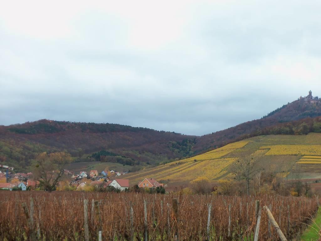 Apartment Route Du Vin Centre Alsace Оршвіллер Номер фото